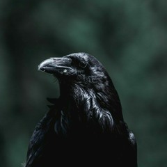 Dying Raven