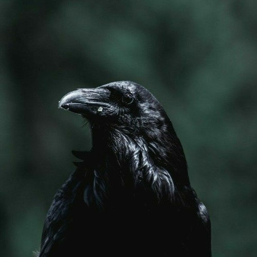 Dying Raven’s avatar