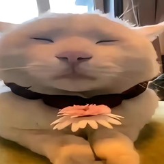 kodeyin