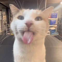 proffesional cat enjoyer