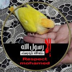 عماد متولي