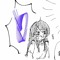 tarumo