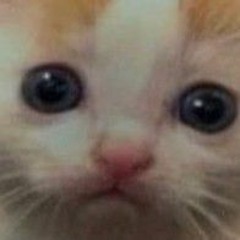 NiceAidzl0l