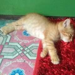 jackie