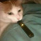 Vaping cat