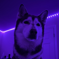 Huskeroni