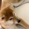 ごんしんし