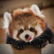RubyRedPanda