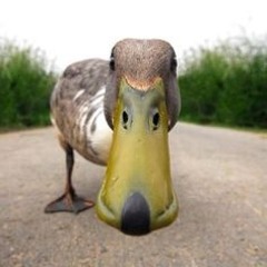 dux unlimited