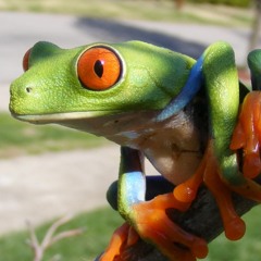 LIL FETO