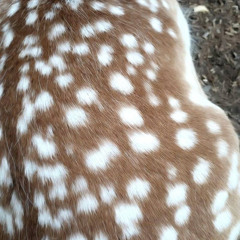 Savannah
