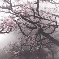 Дария Левенец