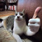 DrAss
