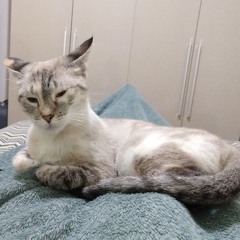 EUMEMO ~