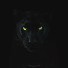 Bagheera
