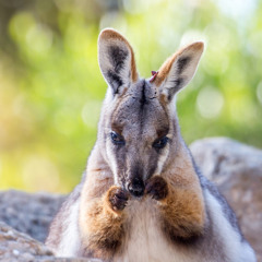 Miniwallaby