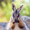 Miniwallaby