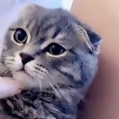 dahmad
