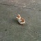 xxlcat