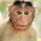 a monkey.