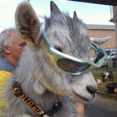 KVNDING GA SHADES