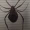 brokespider