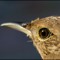 Wren-i