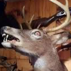 Buck Guru