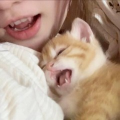 meow
