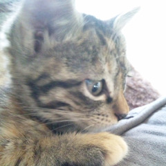 kitamo