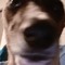 Sander