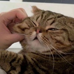 kyokkj