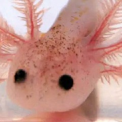 axolotl music