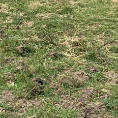 Chantelle Louise Currah