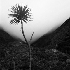 Jasper Lindsay-Arms