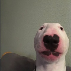 shurkagemurka