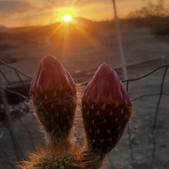 American Gypsy Music Inc