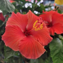 Melt The Snow Remix DJ BOAT