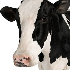 COW - X