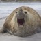 DEMONIC SEAL