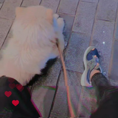 _amiralitun_