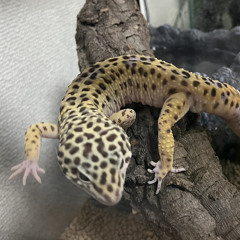 きのこ