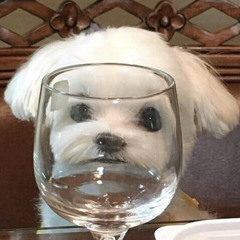 콩 콩