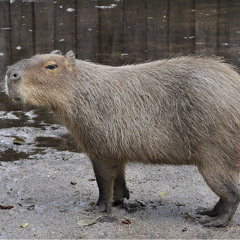 Jarne Mouton