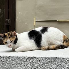 tsuyumi