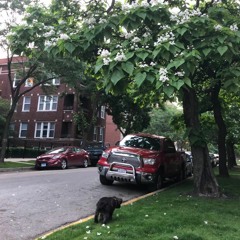 the limited hang-out