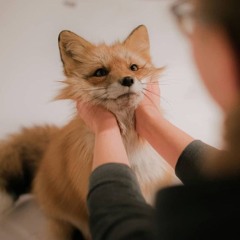 frub neck fox
