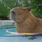 CapybaraMan