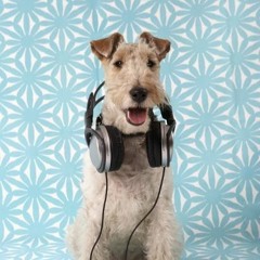 DJ Fox Terrier