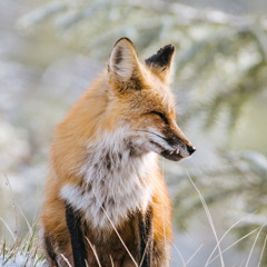 Fenn